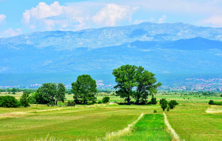 Sinjsko polje