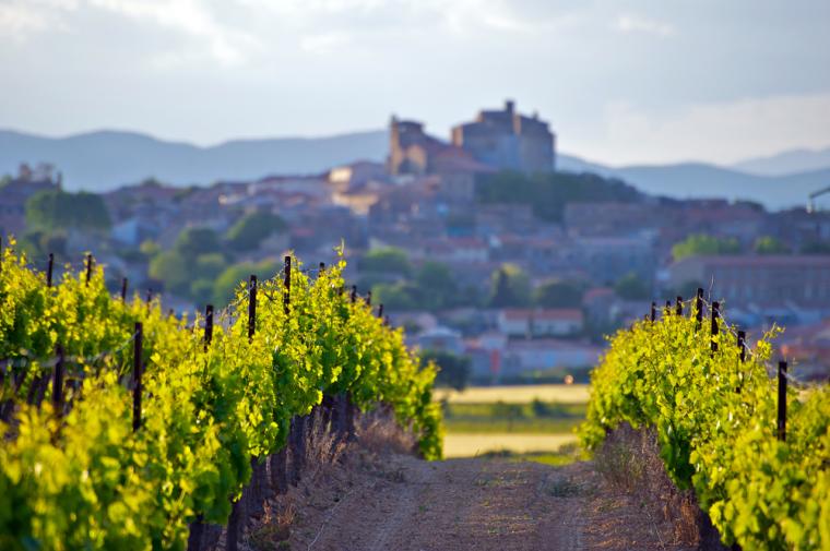 Vinogradi i Francuska vina